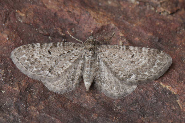 Eupithecia satyrata: Bild 4