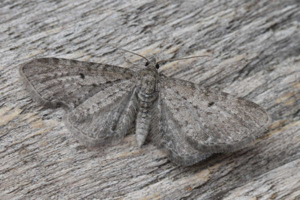 Eupithecia satyrata: Bild 6