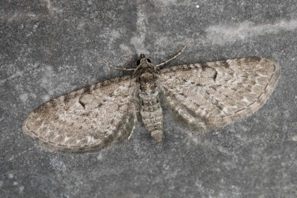 Eupithecia satyrata: Bild 24