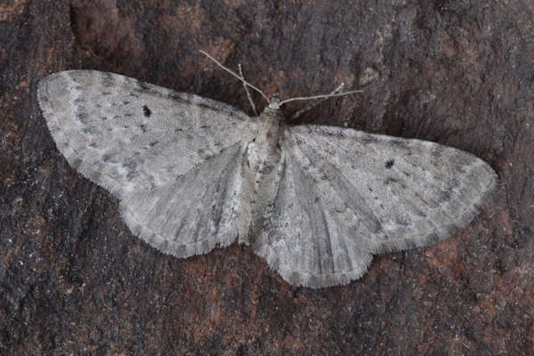 Eupithecia veratraria: Bild 7