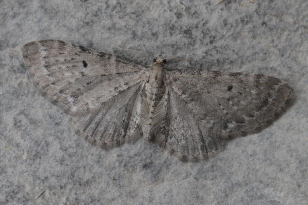 Eupithecia veratraria: Bild 8
