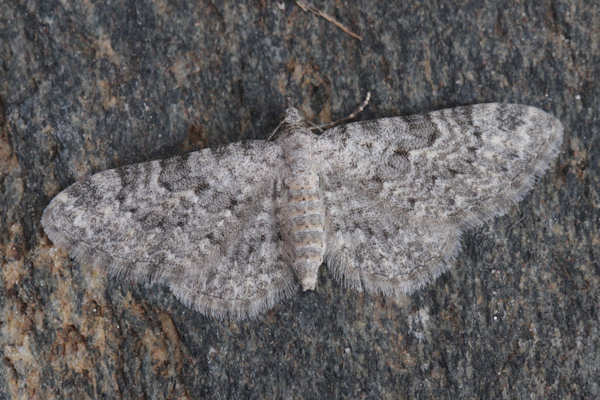 Eupithecia impurata: Bild 20