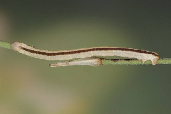 Eupithecia gemellata: Bild 42