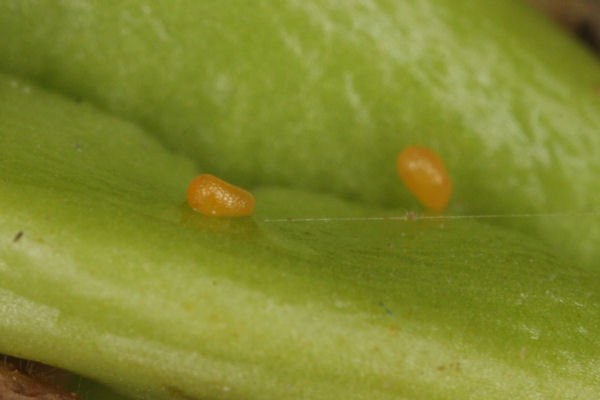 Eupithecia veratraria: Bild 6
