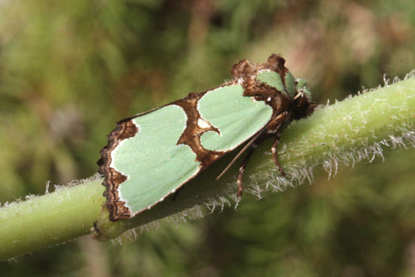 Staurophora celsia: Bild 7