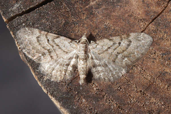 Eupithecia pusillata: Bild 31