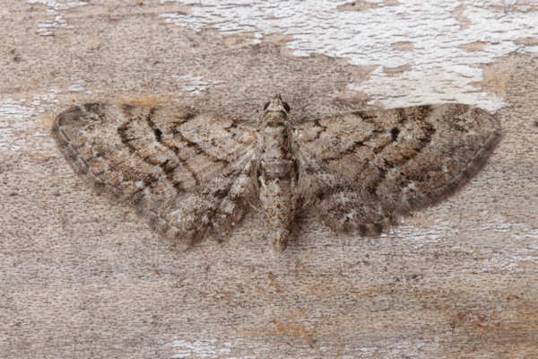 Eupithecia pusillata: Bild 32