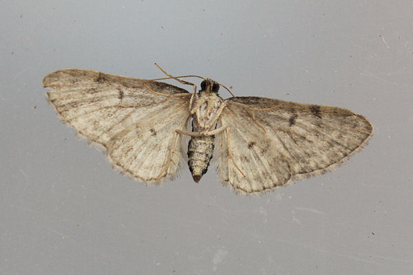 Eupithecia inturbata: Bild 5
