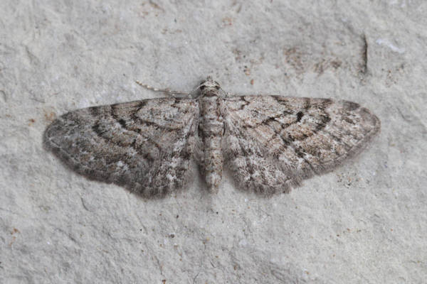 Eupithecia pusillata: Bild 33