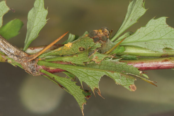 Hydria cervinalis simplonica: Bild 14