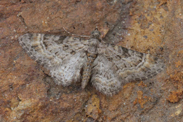 Gymnoscelis rufifasciata: Bild 18