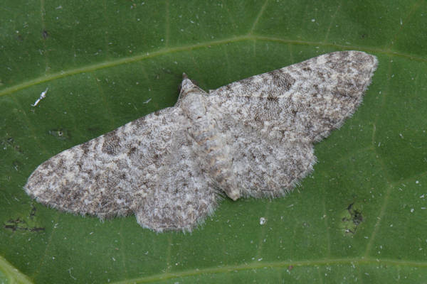 Eupithecia impurata: Bild 21