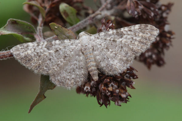 Eupithecia impurata: Bild 22