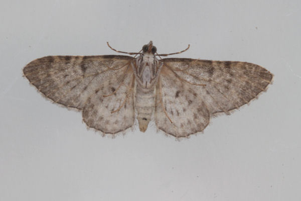 Eupithecia impurata: Bild 37