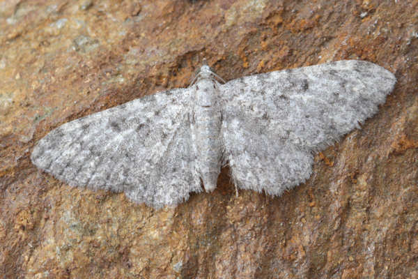 Eupithecia impurata: Bild 23