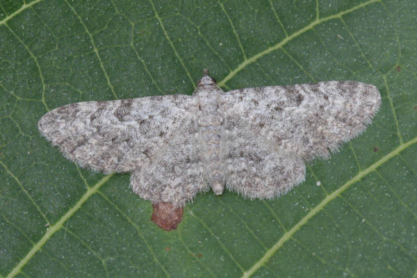 Eupithecia impurata: Bild 24