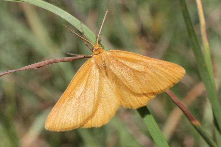 Crocota pseudotinctaria: Bild 1