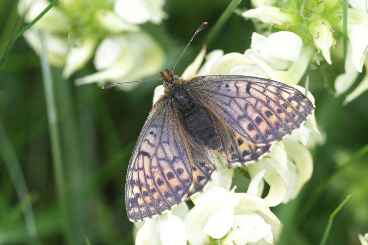 Boloria napaea: Bild 10