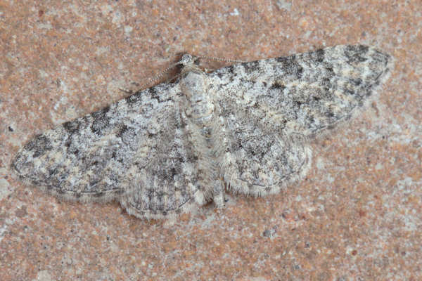 Eupithecia impurata: Bild 3