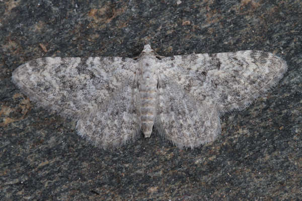 Eupithecia impurata: Bild 25