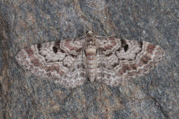 Eupithecia abietaria: Bild 8