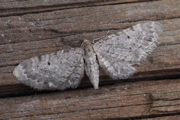 Eupithecia veratraria: Bild 9