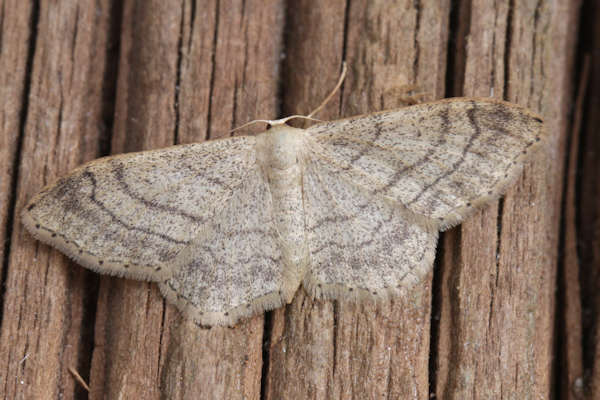 Idaea aversata: Bild 32