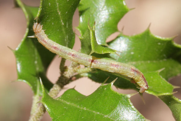 Eupithecia irriguata: Bild 66