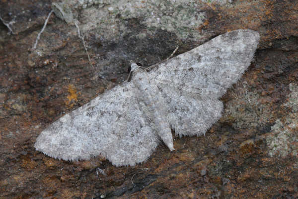 Eupithecia impurata: Bild 4