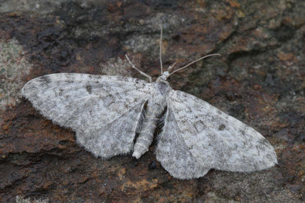 Eupithecia impurata: Bild 26