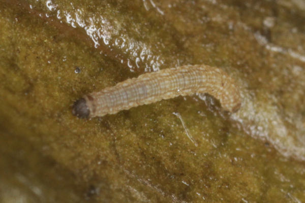 Elophos caelibaria spurcaria: Bild 9