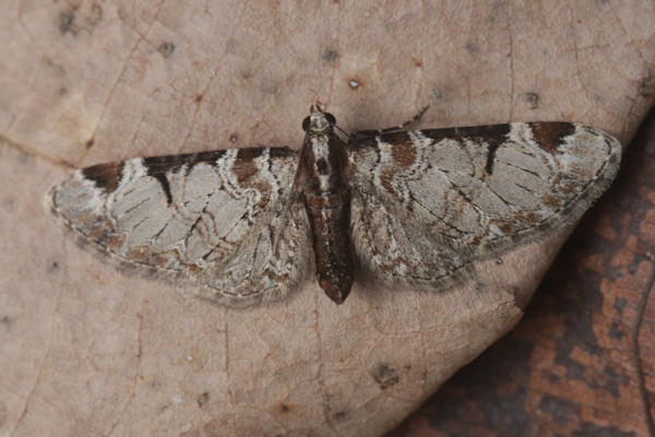 Eupithecia insigniata: Bild 30