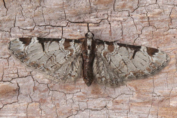 Eupithecia insigniata: Bild 31