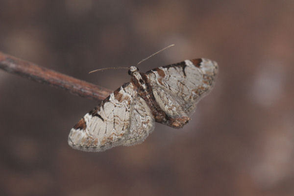 Eupithecia insigniata: Bild 35