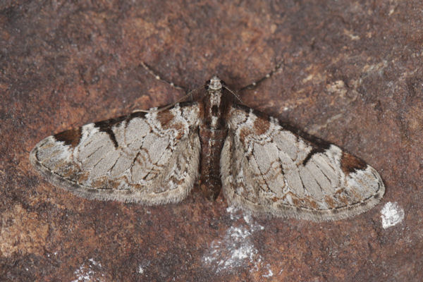 Eupithecia insigniata: Bild 36