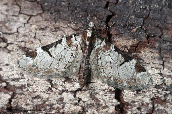 Eupithecia insigniata: Bild 19