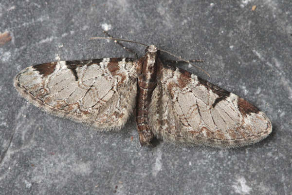 Eupithecia insigniata: Bild 25