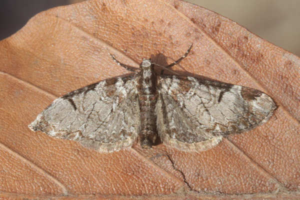 Eupithecia insigniata: Bild 5