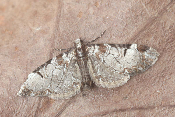 Eupithecia insigniata: Bild 6