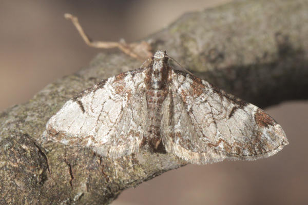 Eupithecia insigniata: Bild 9