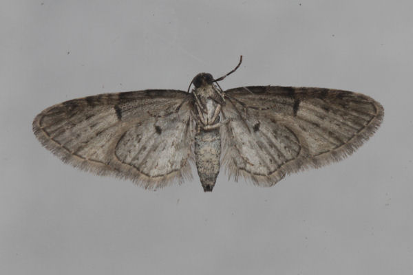 Eupithecia dodoneata: Bild 53