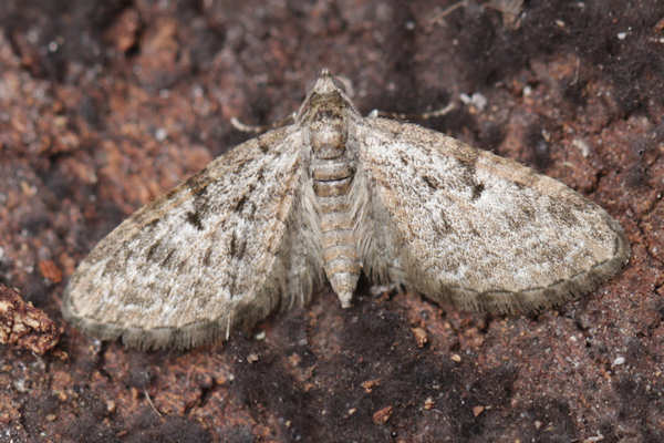 Eupithecia dodoneata: Bild 47