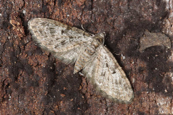 Eupithecia dodoneata: Bild 49