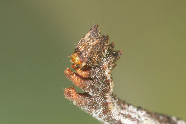Hemithea aestivaria: Bild 39