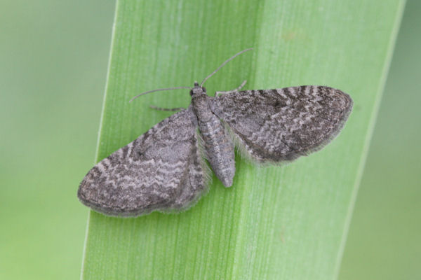 Eupithecia satyrata: Bild 12