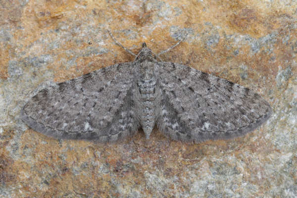 Eupithecia satyrata: Bild 7