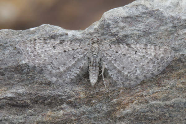 Eupithecia satyrata: Bild 29