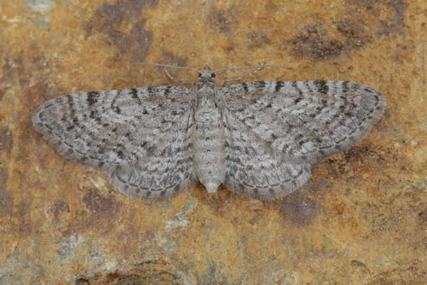 Eupithecia satyrata: Bild 30