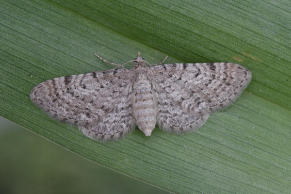 Eupithecia satyrata: Bild 31