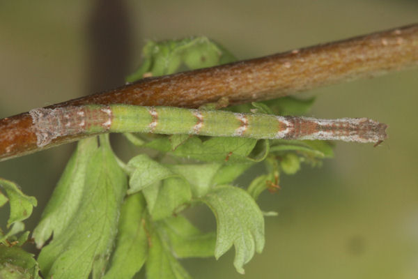Hemithea aestivaria: Bild 40
